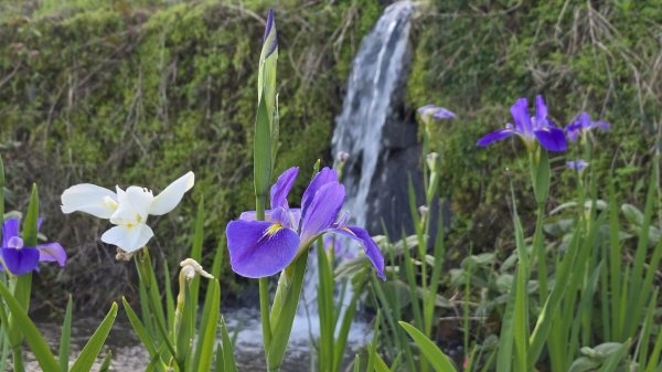 免出國免門票，連綿壯闊的梯田風情，全臺唯一梯田鳶尾花海，嵩山百年梯田2764679