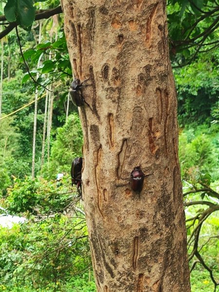 微笑山線鳶山山系2844430