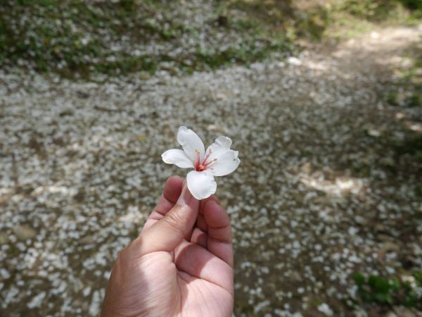 谷關七雄-唐麻丹山&蝴蝶谷(松鶴登山口)323725