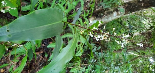 橫沙迪O型縱走_大雪山社區登山口2826538