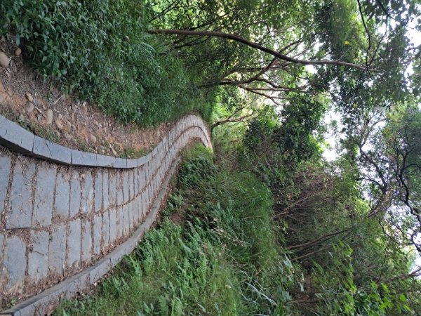 新竹鳳崎落日，司馬庫斯神木群，李崠山步道3131075