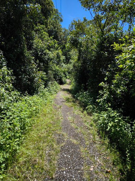 2024-08-22 澀水森林步道2578469