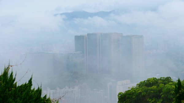 寶島波眼蝶3074054