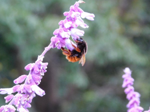 國慶日走雪主東464518