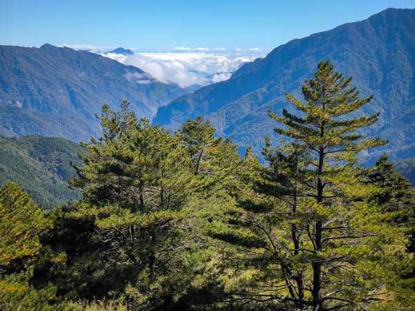 2025-11-07 合歡北峰、小溪營地、鷹石尖、北峰名樹2934322