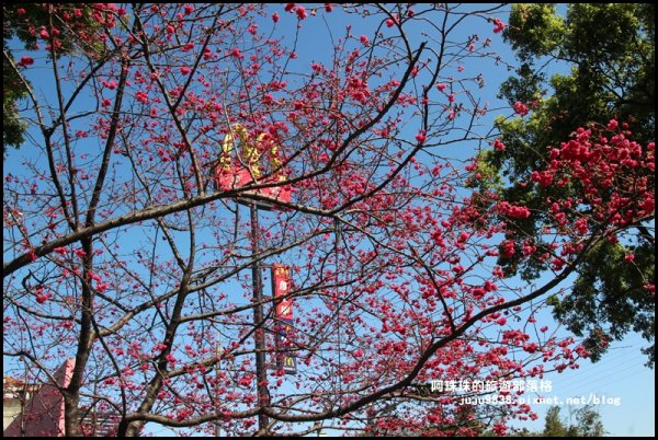 桃園。中壢莒光公園八重櫻熱烈綻放中