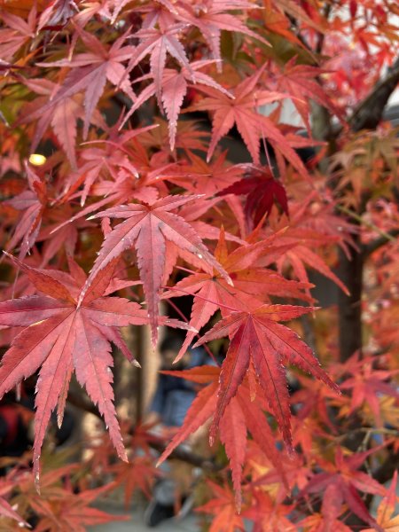 楓之絆----京都大阪賞楓2967325