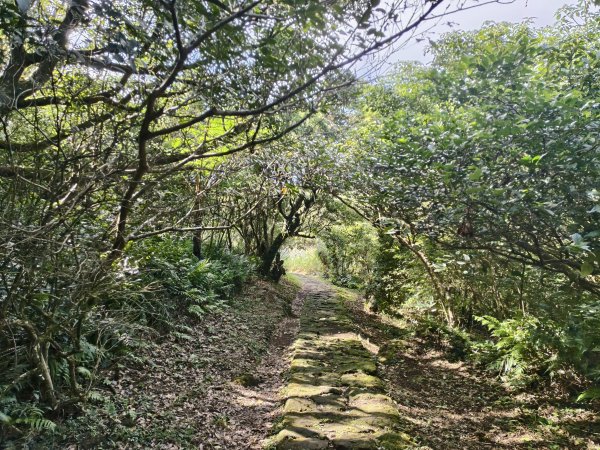 [百山百鳥尋旅-11/15] 2025_0927 大屯主峰-連峰步道_大屯山南峰2899352