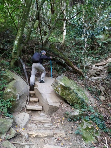 加里山步道+杜鵑嶺+舊運木鐵道(大坪支線1192110