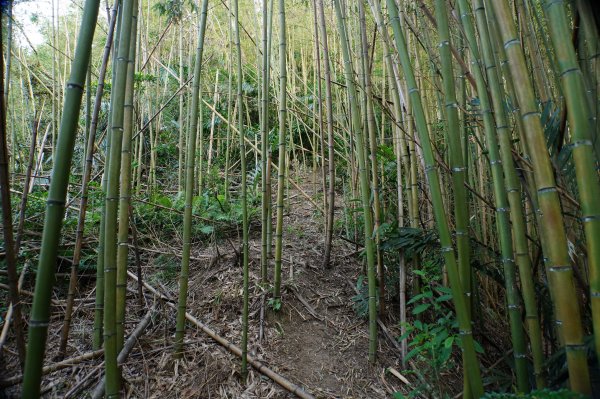 新竹 關西 馬武督山2914166