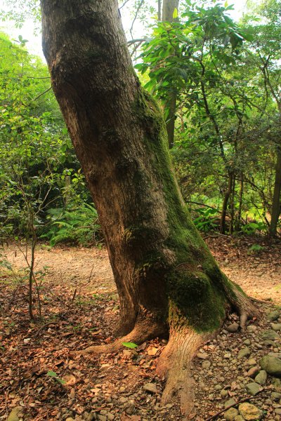 花蓮美崙山公園步道超大圈202104031409415