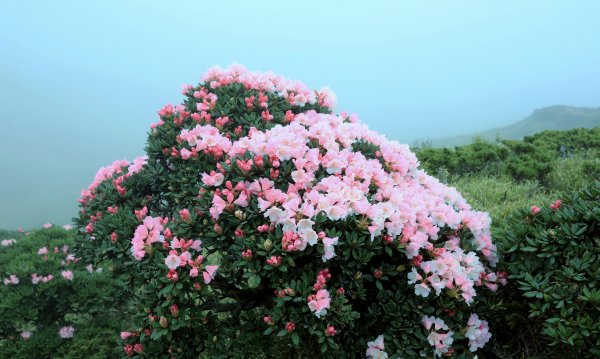 霧裡看花/這一季的東峰杜鵑597670