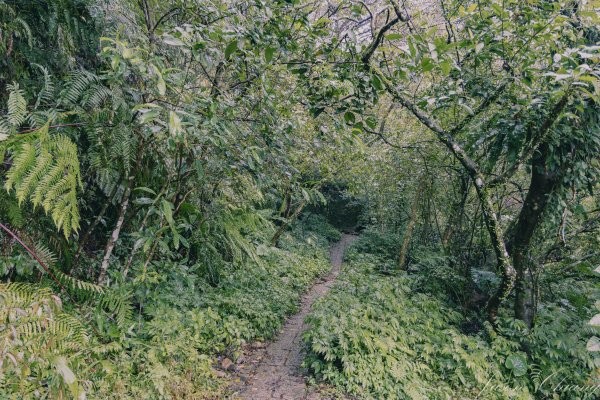 [新北]二格山2730230