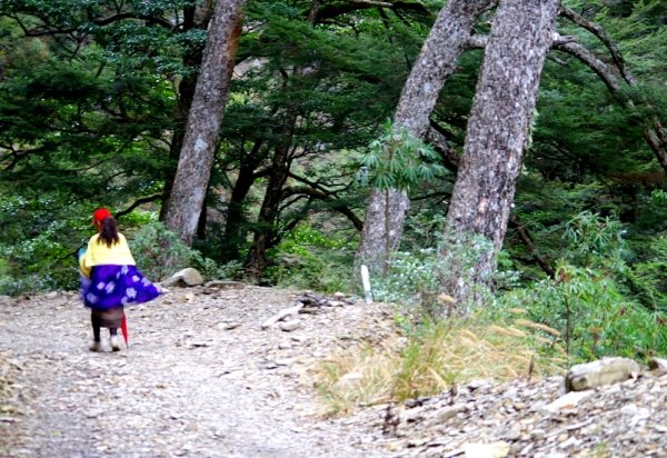 山風15度C吹拂 ~ 合歡溪 步道1551792