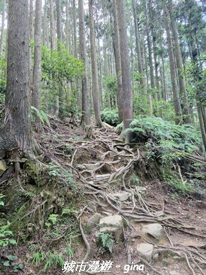 【台中和平】長壽山_肥崠山_山徑3077658