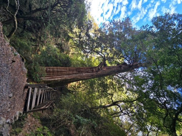 大雪山國家森林遊樂區賞楓／看神木／賞雪白山頭／賞大景2974297