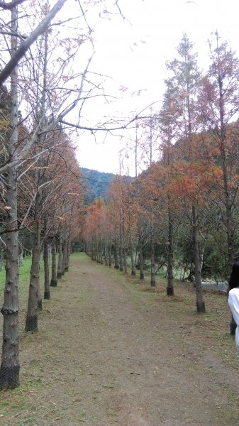 季節限定旅人的夢幻體驗 〜 杉林溪467390