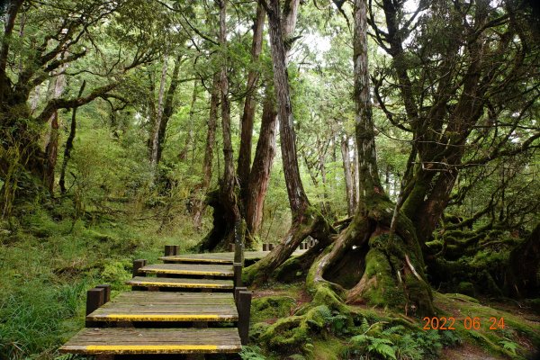 宜蘭 大同 太平山森林遊樂區 檜木原始林步道1743695