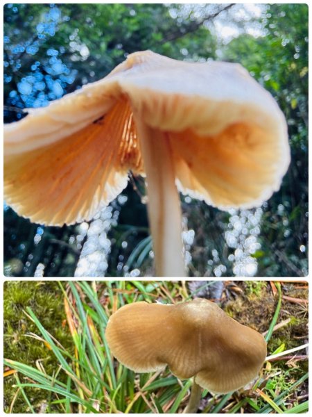 觀霧-榛山步道2926037