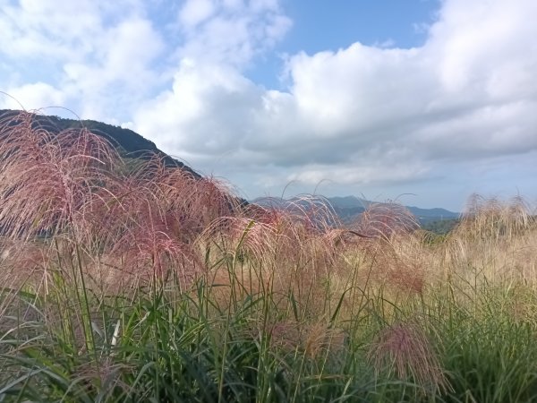 貢寮區大嶺古道+大石壁坑山+龍字碑+五酒桶山+龍崗山2948274