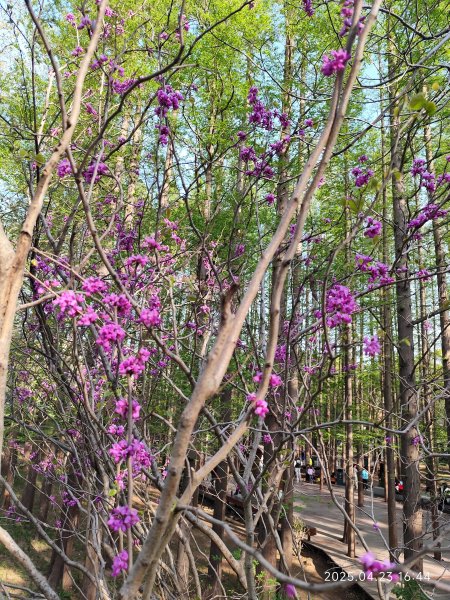 中國山東青島八大關風景區、夜遊嶗山區2777533