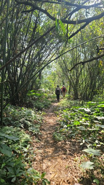 2025-0204 鶯歌_大凍山_三角埔頂山_迴龍2707865