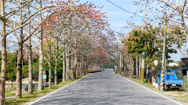 《臨江仙。黃花風鈴木》2735394