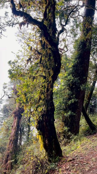 🌈3/28（六）觀霧檜山巨山步道×瀑布步道✨FB：熊熊趴爬走🌈3025239