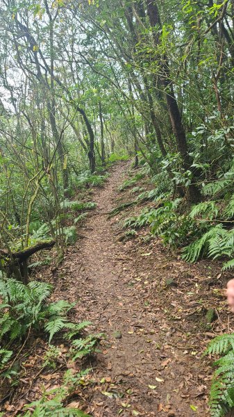 2025-01232淡蘭古道北二段(燦光寮古道到澳底)2696644