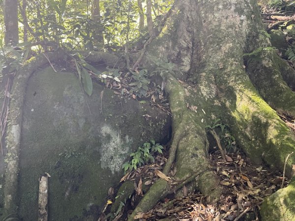 加里山隘勇線2913118