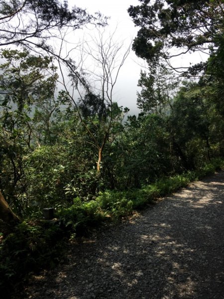 20190405_聖母登山步道588393