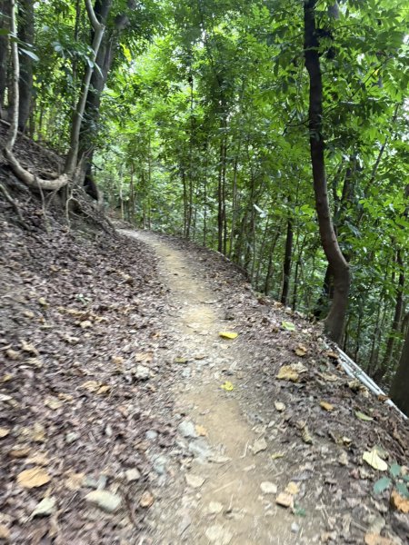 20251109棚集山步道2935242