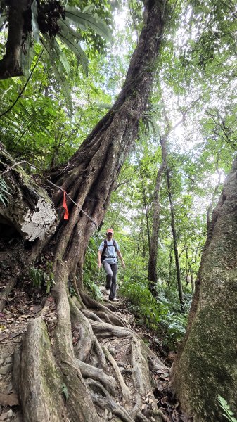 風和日麗來去烏來三山享受森林芬多精2984333