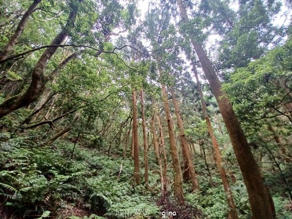 【桃園復興】台灣百大必訪步道。 東眼山森林遊樂區-東眼山自導式步道2835945