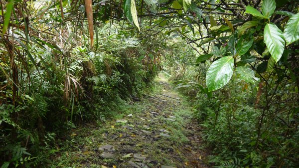 腦寮坑古步道連走拱照步道登山健行趣(步道)1666996