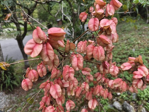 [漫遊縱谷 愛在花東-08/10] 2025_1012 林田山林業文化園區步道2913518