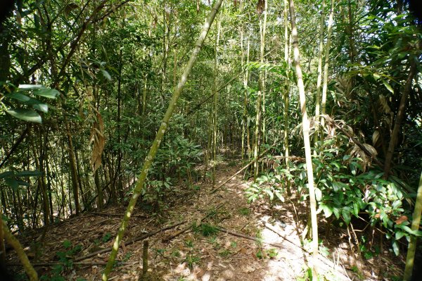 台中 和平 雪山坑山2925064