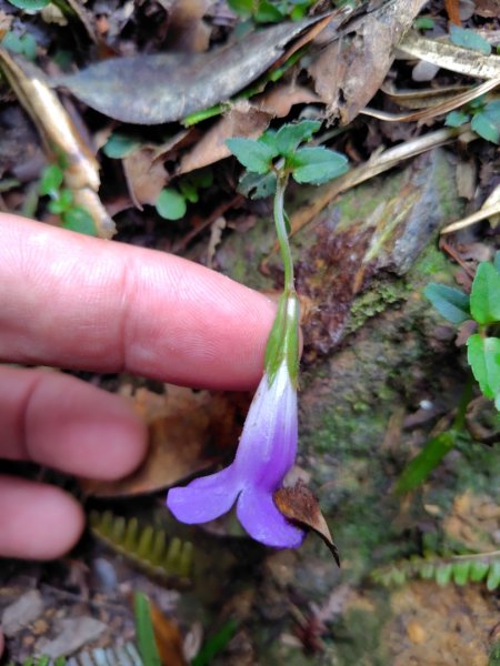關刀山西峰 關刀山 關刀山東峰 西關刀山北峰 西關刀山北北峰2891025