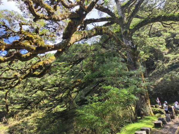 [玉山尋寶任務-09/12] 2025_0928 麟趾山步道2899877