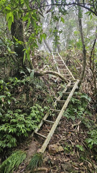 20251230九芎根山-芋圓尖-火炎山南主東峰-仁里坂山2977806