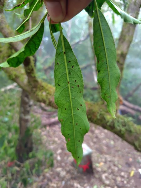 白藍狐貍出狐貍尾/狐貍縱走2796282