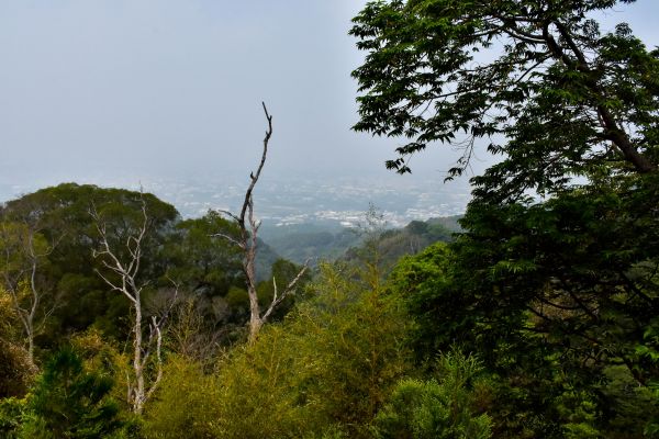 新田步道-聚興山小百岳NO.40322000