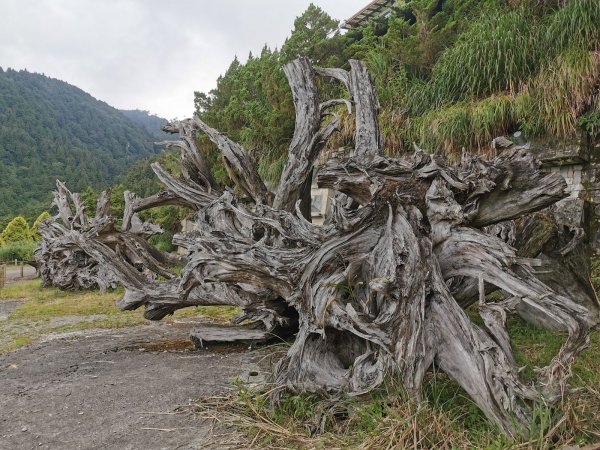 檜木原始林步道-倒臥的巨幹形成雙代木景觀1040701
