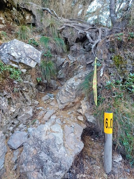 【南投信義】陡上陡下無冷場叫大山的都不好惹。 No91百岳~西巒大山 (人倫林道進出)2402366