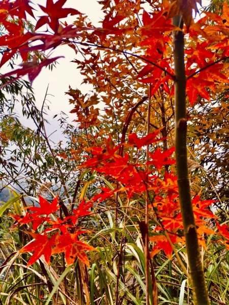 霞喀羅古道-養老進-白石駐在所折返2677560