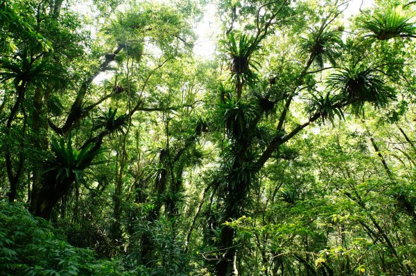 新北 烏來 波露南山3036005