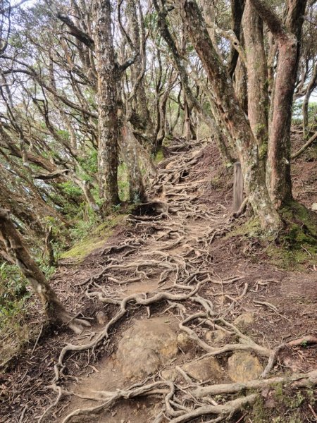 內鳥嘴山賞山毛櫸1533055