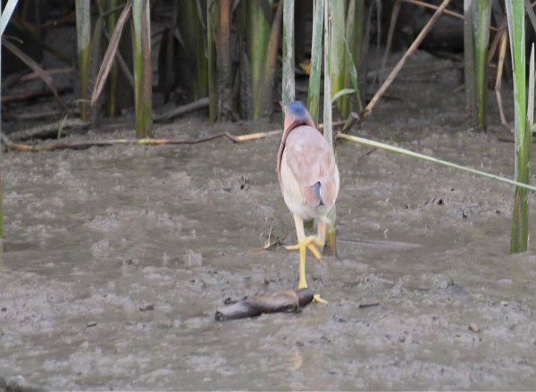 2016年, 九年前, 5, 6月份, 華江雁鴨自然公園2807710