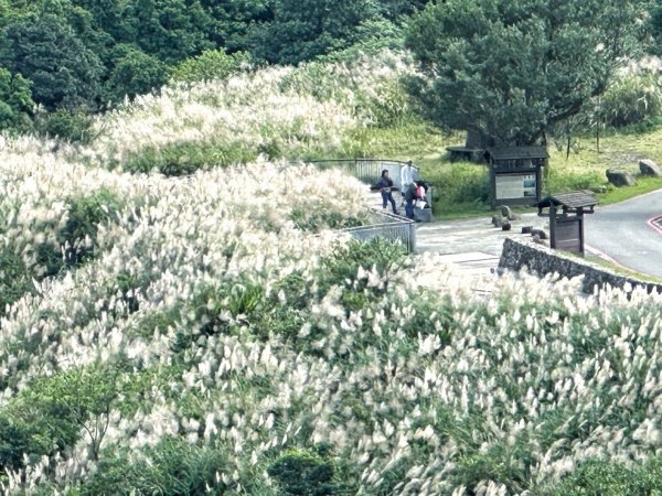 基隆山 報時山 九份 地質公園秋芒盛開2376958