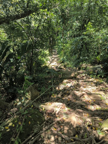 20250815微笑山線大棟山系百年大榕樹段2859921